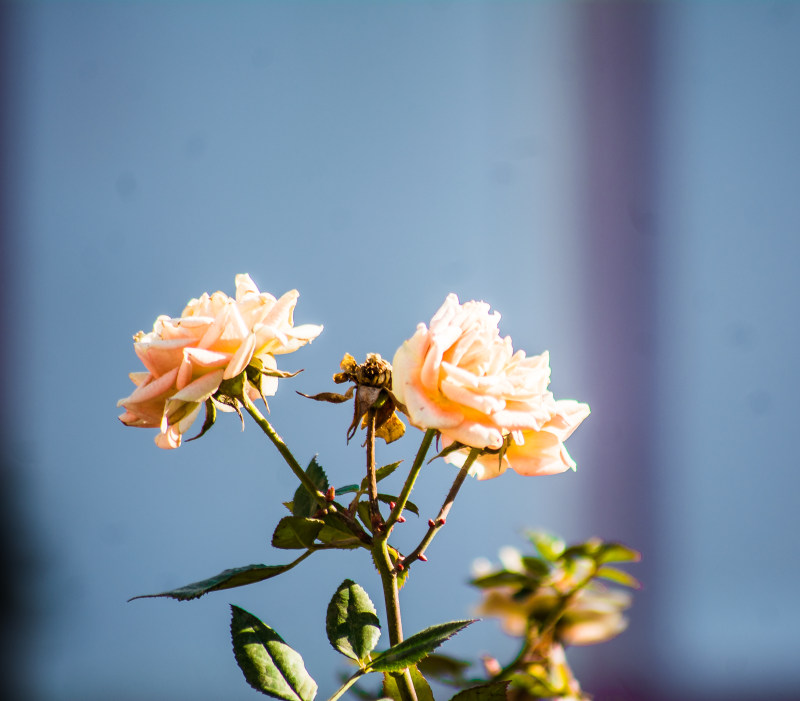 鲜花特写|叶子,夏天,外壳,太阳,季节,开花的,户外,日光,明亮的,植物,植物学的,模糊的,特写,玫瑰,生长,盛开的,精致的,美丽的,自然,色彩,花,花园,花瓣,芳香的,阳光,颜色-海量高质量免版权图片素材-设计师素材-摄影图片-mitapix-美塔图像