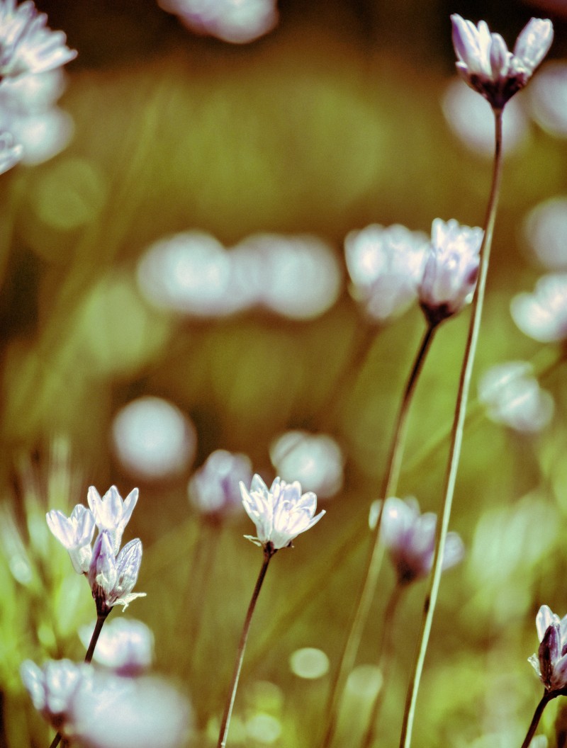 选择聚焦白色花朵的照片Selective Focus Photo of White Flowers|充满活力的,在户外,场,增长,夏天,布鲁姆,开花,明亮的,春天,植物区系,模糊,爱,盛开的,精致的,美丽的,自然,花,花园,花瓣,芽-海量高质量免版权图片素材-设计师素材-摄影图片-mitapix-美塔图像