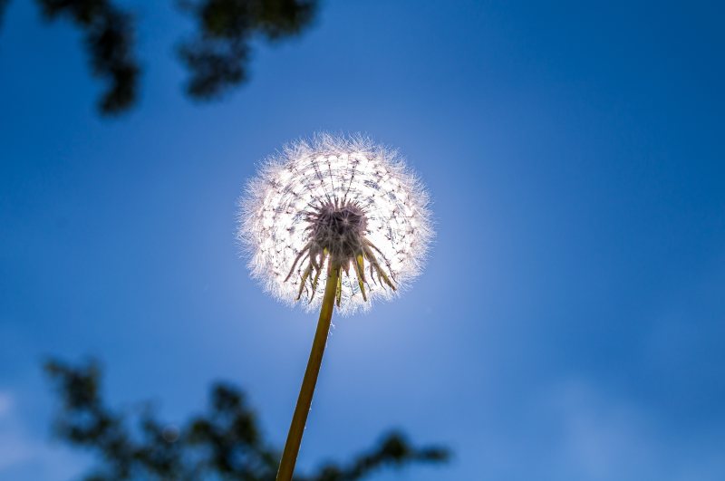 美丽绽放|光,夏天,娇嫩,季节,开花,户外,明亮,树,植物,生长,种子,绒毛,绿色,美丽,自然,花,花粉,草地,蒲公英,蒲公英种子,蓝天,野花-海量高质量免版权图片素材-设计师素材-摄影图片-mitapix-美塔图像