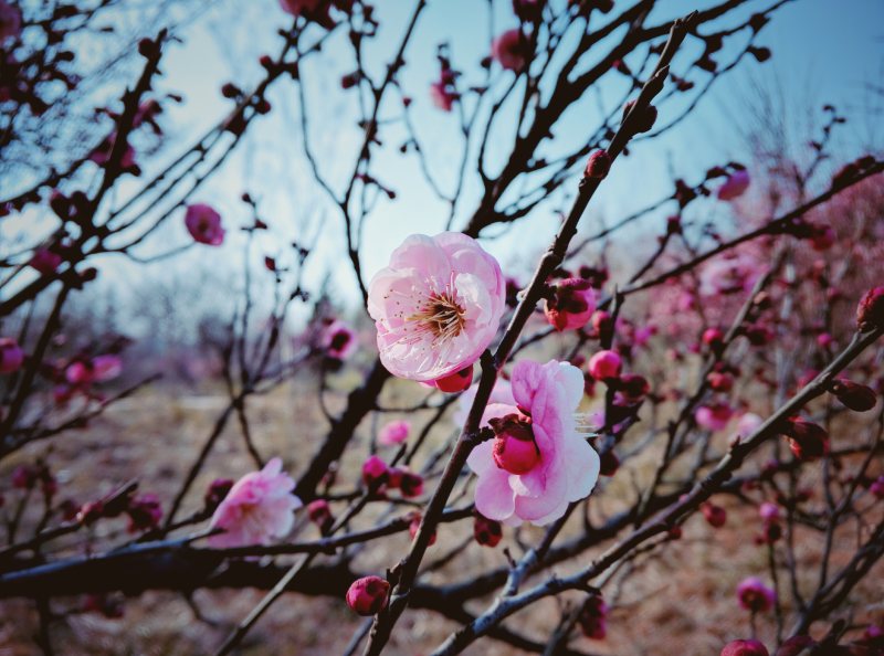 选择聚焦摄影樱花的树Selective Focus Photography of Cherry Blossoms Tree|在户外,增长,季节,布鲁姆,开花,树,植物区系,特写镜头,盛开的,精致的,美丽的,自然,花,花瓣,芽-海量高质量免版权图片素材-设计师素材-摄影图片-mitapix-美塔图像