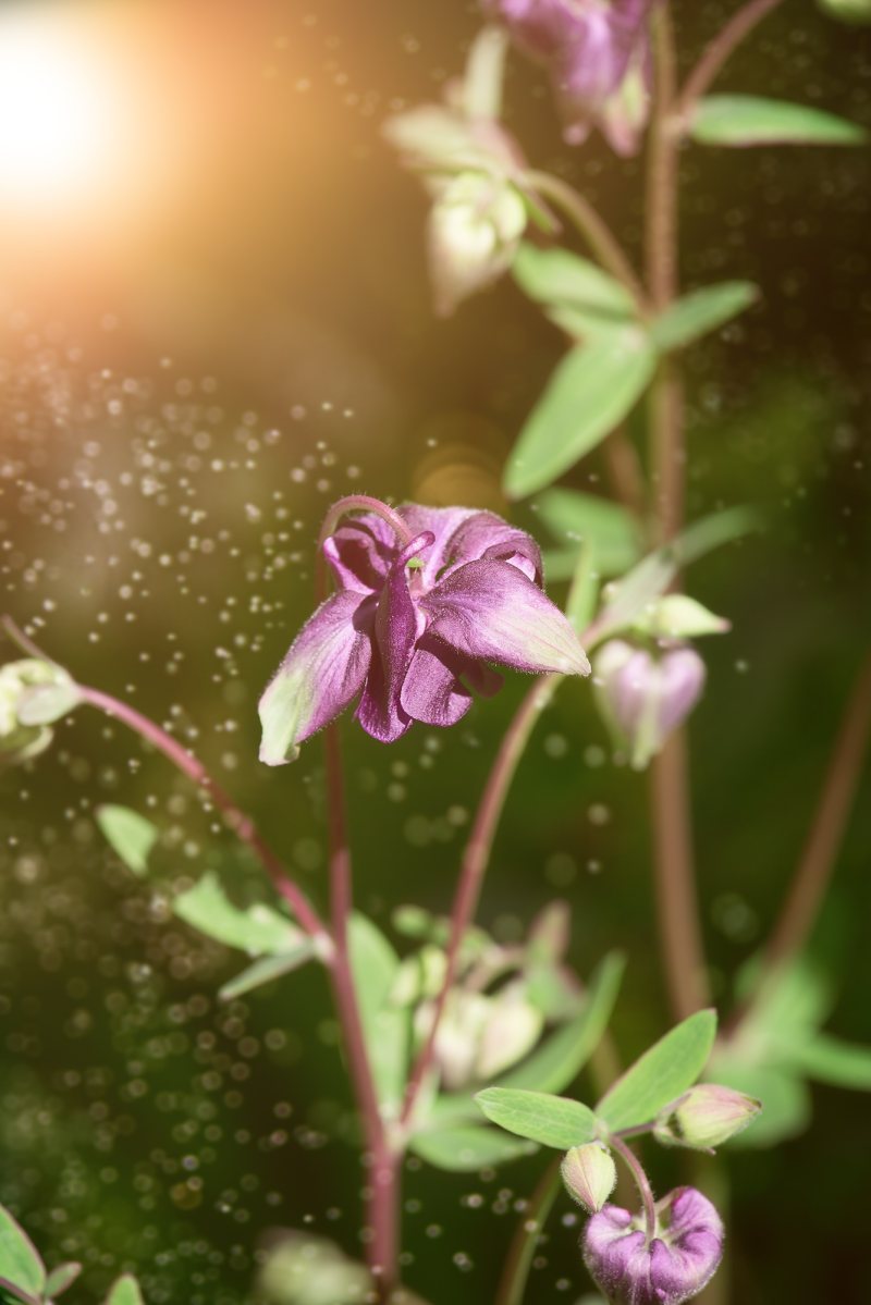 美丽绽放|兰花的,夏天的,季节的,开花的,户外的,明亮的,树枝的,森林的,植物的,模糊的,特写的,环境的,生机勃勃的,生长的,盛开的,精致的,紫罗兰的,美丽的,自然的,色彩的,花园的,花朵的,花瓣的,花的,花蕾的,野生的,野花的,颜色的-海量高质量免版权图片素材-设计师素材-摄影图片-mitapix-美塔图像