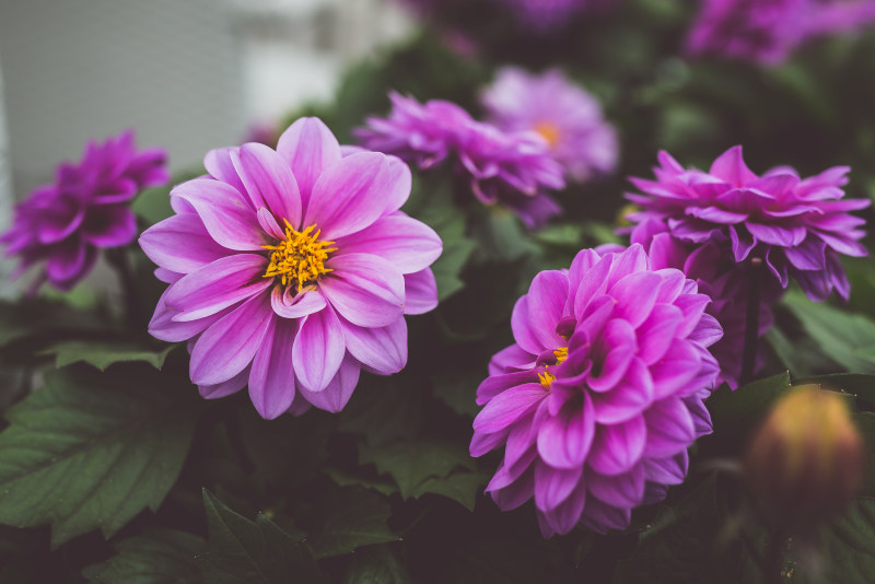 特写摄影的紫色大丽花花Closeup Photography of Purple Dahlia Flowers|Beautiful,Bloom,Blooming,Blossom,Blur,botanical,bright,closeup,Colors,dahlia,Flora,flower garden,Flowers,Garden,green,Growth,Leaves,lilac,nature,outdoors,Petals,plant,丁香,叶子,增长,大丽花,开花,性质,户外,明亮,植物,植物群,模糊,特写,盛开,绽放,绿色,美丽,花卉园,花园,花瓣,颜色,鲜花-海量高质量免版权图片素材-设计师素材-摄影图片-mitapix-美塔图像