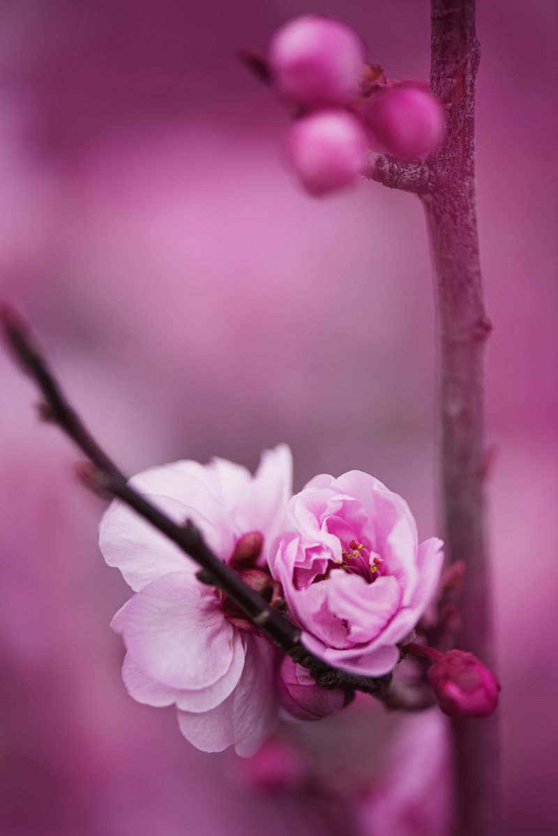 美丽绽放|开花,景深,模糊,樱花,焦点,特写,粉红,精致,美丽,花瓣,花蕾,茎,鲜花-海量高质量免版权图片素材-设计师素材-摄影图片-mitapix-美塔图像