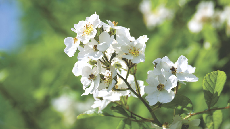 美丽绽放|叶子,开花,户外,明亮,景深,植物,模糊,焦点,特写,生长,白花,细腻,美丽,自然,花,花瓣,野花-海量高质量免版权图片素材-设计师素材-摄影图片-mitapix-美塔图像