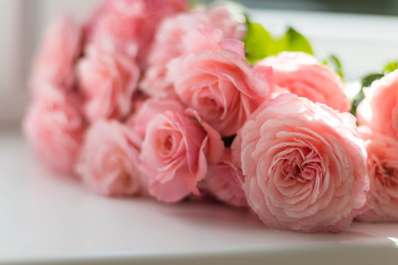 选择聚焦摄影的粉红牡丹花朵Selective Focus Photography of Pink Peony Flowers|公共领域的图像,布鲁姆,开花,新娘,模糊,浪漫,浪漫的,焦点,爱,牡丹,玫瑰,盛开的,粉红色的,美丽的,花,花束,花瓣,食物-海量高质量免版权图片素材-设计师素材-摄影图片-mitapix-美塔图像