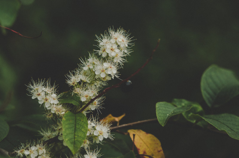 白色簇生花，绿叶|叶子,开花,户外,树枝,植物,模糊,模糊的背景,焦点,特写,生长,绿色,美丽,自然,色彩,花园,花朵,花瓣-海量高质量免版权图片素材-设计师素材-摄影图片-mitapix-美塔图像