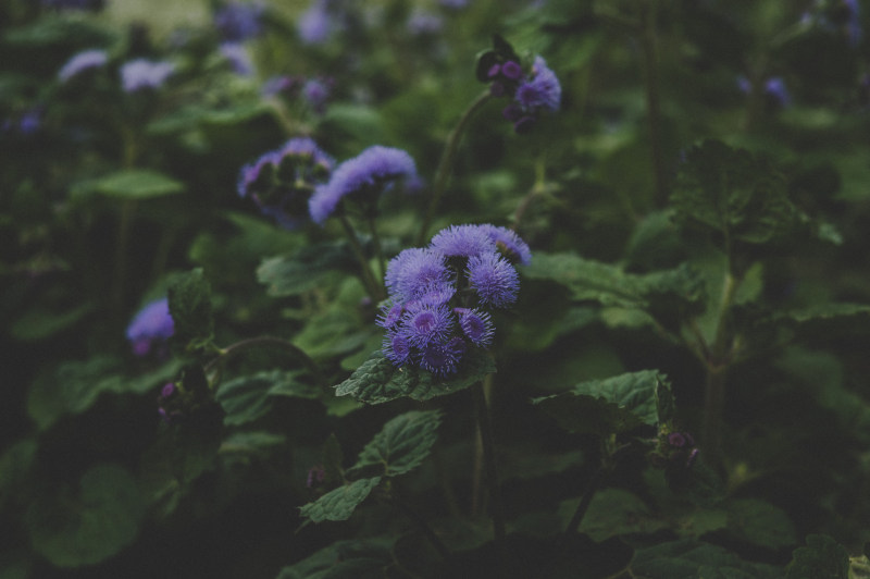 紫色的花|叶子,开花,户外,植物,模糊,模糊的背景,焦点,特写,环境,生长,紫色,绿色,美丽,自然,色彩,花园,花朵,花瓣,黑暗-海量高质量免版权图片素材-设计师素材-摄影图片-mitapix-美塔图像