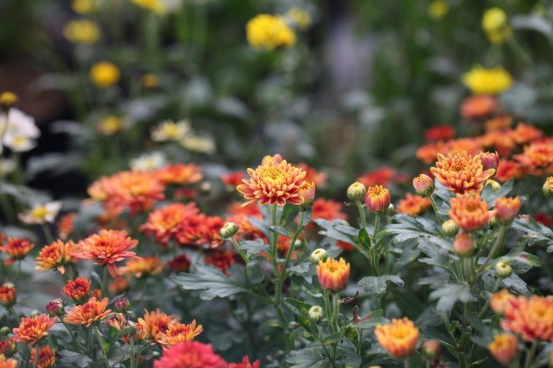 橙色、红色和白色花瓣花坛的摄影|五颜六色,叶子,夏天,季节,开花,户外,明亮,植物,植物区系,特写,生长,田野,盛开,精致,美丽,自然,色彩,花卉,花园,花坛,花瓣-海量高质量免版权图片素材-设计师素材-摄影图片-mitapix-美塔图像