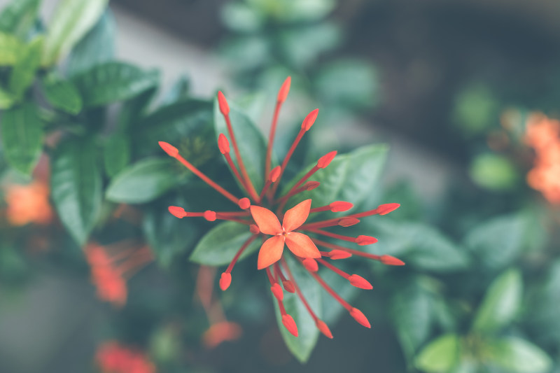 红硬蜱的特写摄影|叶子,宏观,开花,景深,植物,模糊,焦点,特写,生长,精致,美丽,自然,花,花瓣-海量高质量免版权图片素材-设计师素材-摄影图片-mitapix-美塔图像