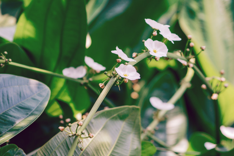 白花花选择性对焦照片|公园的,叶子,夏天,奇异的,季节,开花的,户外的,明亮的,树,树枝的,植物的,模糊的,热带的,特写的,生长的,盛开的,精致的,美丽的,自然的,色彩的,花,花园的,花瓣,颜色的-海量高质量免版权图片素材-设计师素材-摄影图片-mitapix-美塔图像