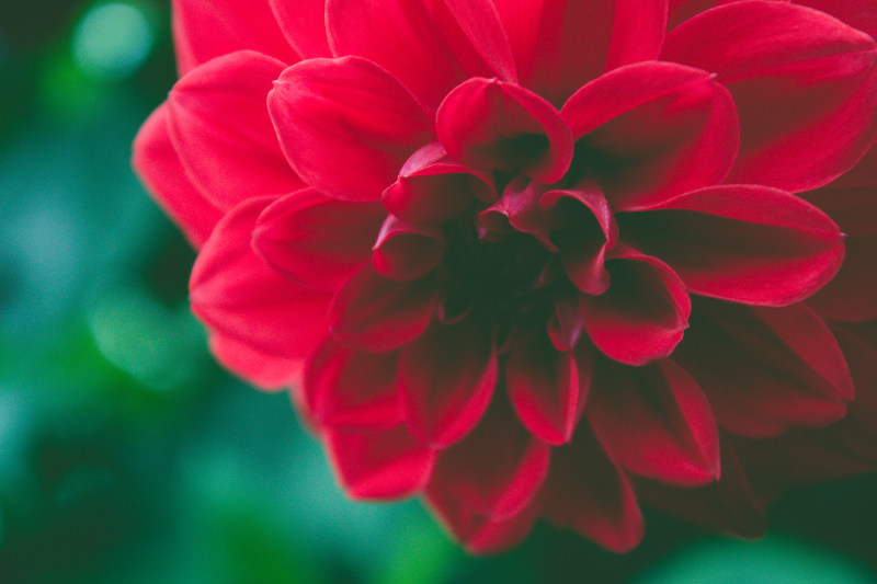 选择聚焦摄影的红色有花瓣的花Selective Focus Photography of Red Petaled Flower|增长,大丽,宏,布鲁姆,开花,景深,植物,植物区系,模糊,焦点,特写镜头,精致的,红色的,美丽的,花,花瓣-海量高质量免版权图片素材-设计师素材-摄影图片-mitapix-美塔图像