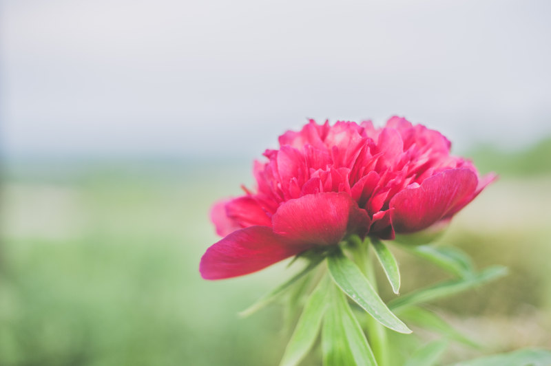 粉红色花朵浅对焦照片|开花的,美丽的,花朵的,花瓣的-海量高质量免版权图片素材-设计师素材-摄影图片-mitapix-美塔图像