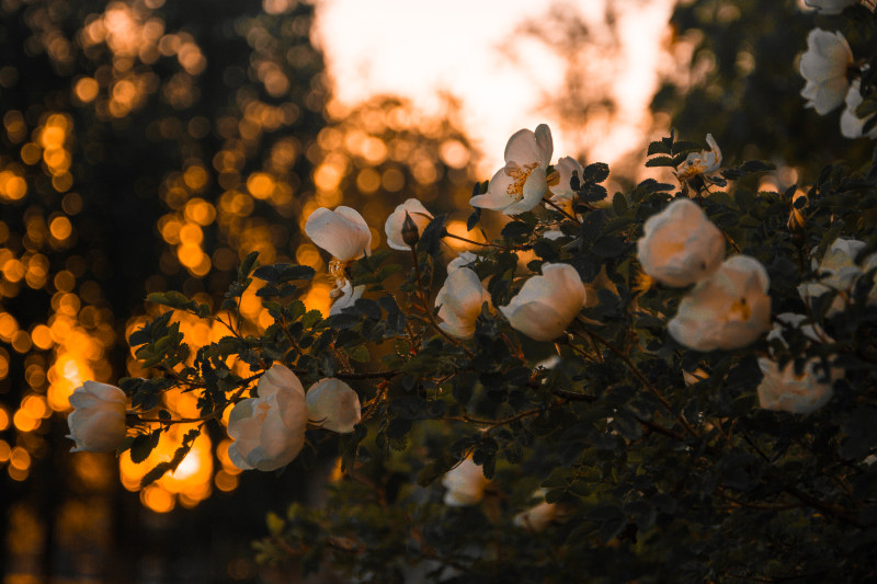 浅焦点摄影粉红色的花Shallow Focus Photography of Pink Flowers-Beautiful,Blooming,Blossom,Blur,branches,bright,color,Decoration,environment,Flora,Garden,Gold,Growth,hd wallpapers,Leaves,Light,mother nature,outdoors,plants,River,Season,spring flowers,summer,sun,sunset,wallpaper,white roses,光,叶子,增长,壁纸,夏天,大自然,季节,开花,户外,日落,明亮,春天的鲜花,树枝,植物,模糊,河流,环境,白玫瑰,美丽,色彩,花园,装饰,阳光,高清壁纸,黄金-海量高质量免版权图片素材-设计师素材-摄影图片-mitapix-美塔图像