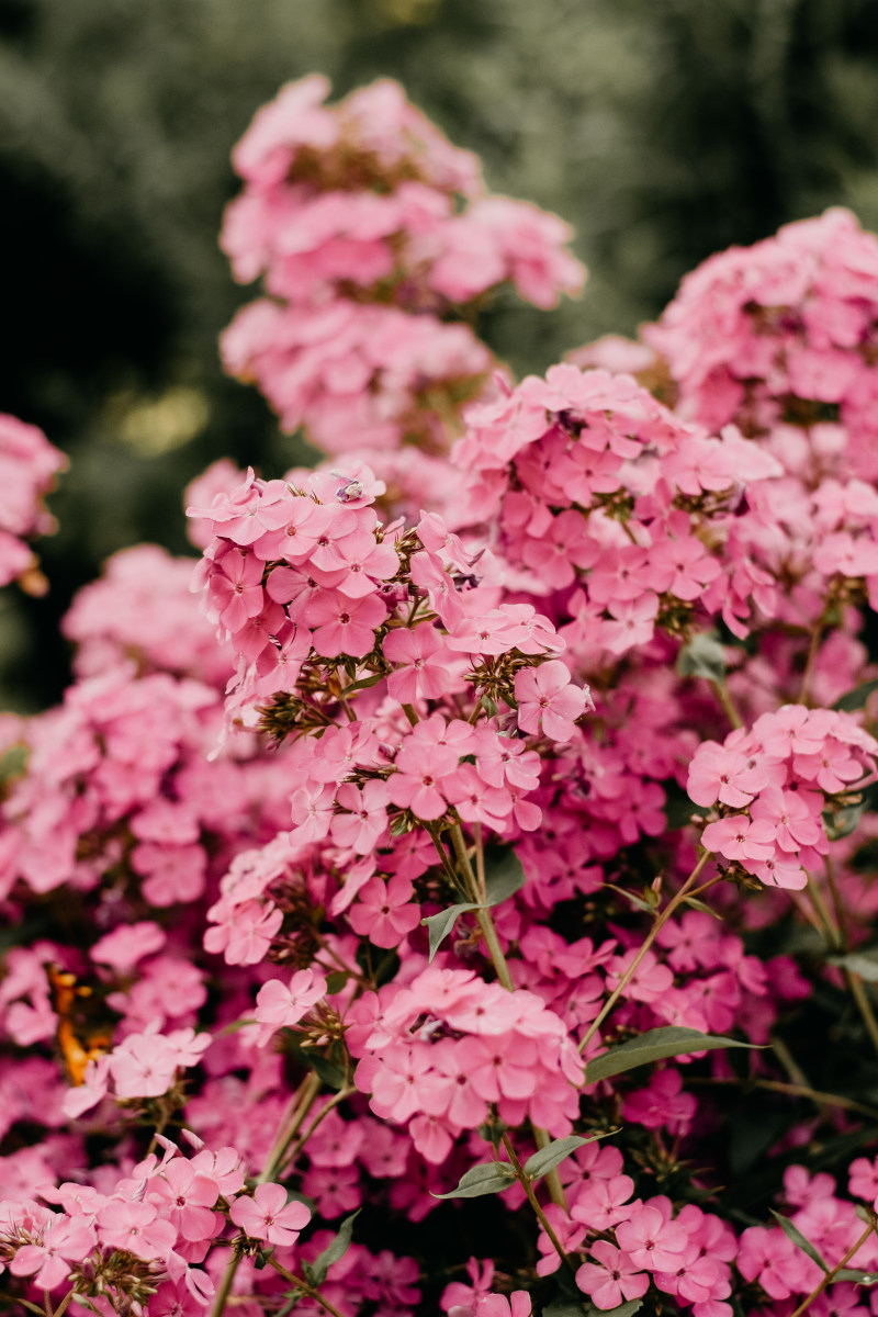 粉红色丛生的花|季节,开花的,户外,明亮的,植物,植物学的,特写的,生长,簇,粉红色的花,美丽的,花,花园,花瓣,颜色-海量高质量免版权图片素材-设计师素材-摄影图片-mitapix-美塔图像