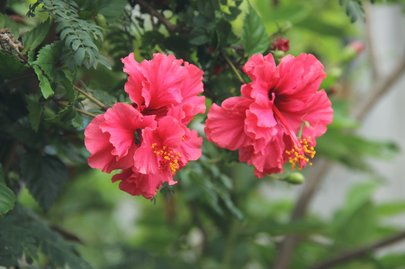 美丽的盛开的花朵|叶子,夏天,开花的,户外,明亮的,树,植物,植物群,模糊的,生长,精致的,美丽的,自然,芙蓉,花,花园,花瓣,花粉,颜色的-海量高质量免版权图片素材-设计师素材-摄影图片-mitapix-美塔图像