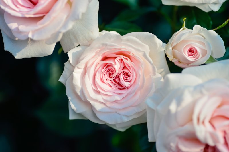 选择聚焦摄影的粉色玫瑰花朵Selective Focus Photography of Pink Rose Flowers|从上面,开花,植物,浪漫,浪漫的,爱,特写镜头,玫瑰,盛开的,粉红色的,美丽的,自然,花,花瓣-海量高质量免版权图片素材-设计师素材-摄影图片-mitapix-美塔图像