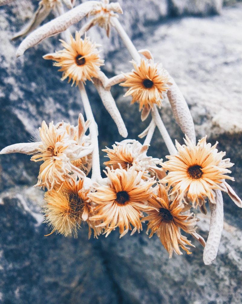 米黄色花瓣的花|季节,开花的,户外,明亮的,植物,特写,生长,美丽的,色彩,花卉,花园,花瓣,黄色-海量高质量免版权图片素材-设计师素材-摄影图片-mitapix-美塔图像