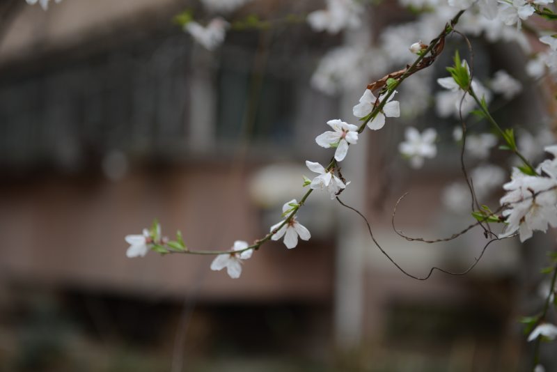 白花花的浅焦摄影|公园,季节,开花,户外,树,树枝,植物,模糊,樱花,特写,生长,田野的深度,精致,美丽,色彩,花,花瓣-海量高质量免版权图片素材-设计师素材-摄影图片-mitapix-美塔图像