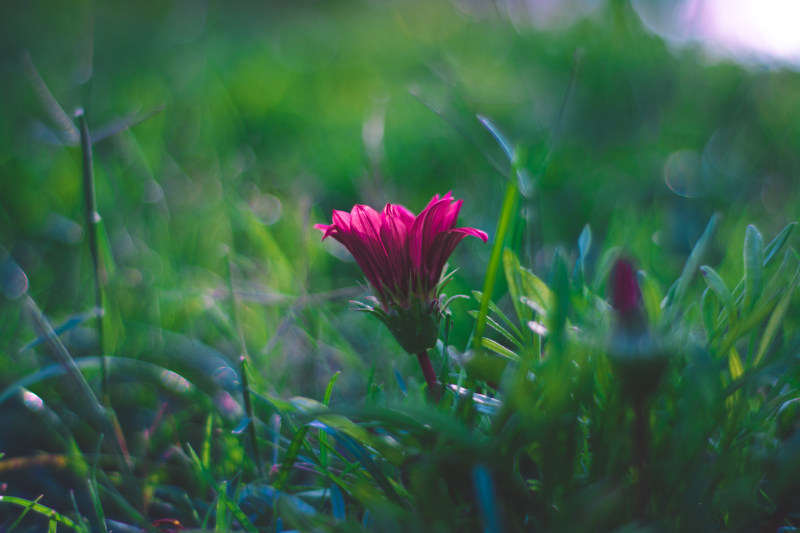 粉红色花朵的选择性对焦摄影|博客,季节,开花,户外,新鲜,景深,植物,焦点,特写,生长,田野,粉红色,精致,美丽,自然,色彩,花,花园,草-海量高质量免版权图片素材-设计师素材-摄影图片-mitapix-美塔图像