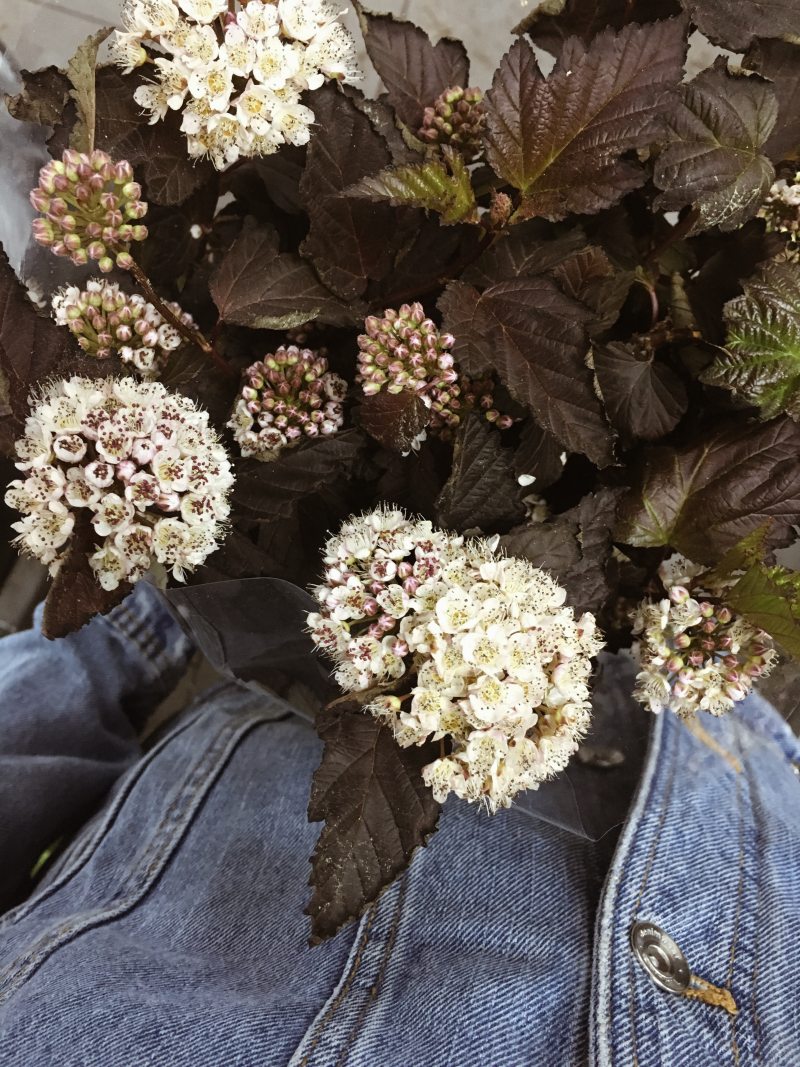 白色花瓣花|叶子,季节,庆典,开花,户外,明亮,植物,浪漫,牛仔,生长,簇,精致,美丽,花卉,花瓣,装饰,质地,颜色-海量高质量免版权图片素材-设计师素材-摄影图片-mitapix-美塔图像