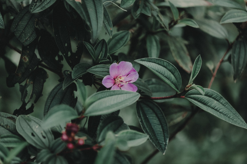 紫瓣花卉图片|叶,外面,娇嫩,开花,植物,环境,粉红色的花,绿,美丽,自然,花,花瓣-海量高质量免版权图片素材-设计师素材-摄影图片-mitapix-美塔图像