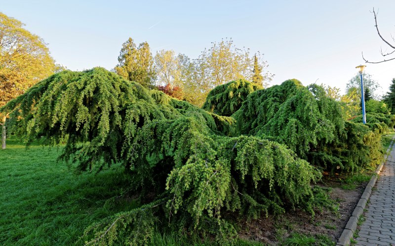 砖道绿叶植物-公园的,夏天的,季节的,引导的,户外的,春天的,景色的,景观的,木材的,树,树枝的,树篱的,植物的,泥土的,灌木的,环境的,绿色的,美丽的,自然的,花园的,草的,观赏植物的,针叶树的,铺路的,风景的-海量高质量免版权图片素材-设计师素材-摄影图片-mitapix-美塔图像