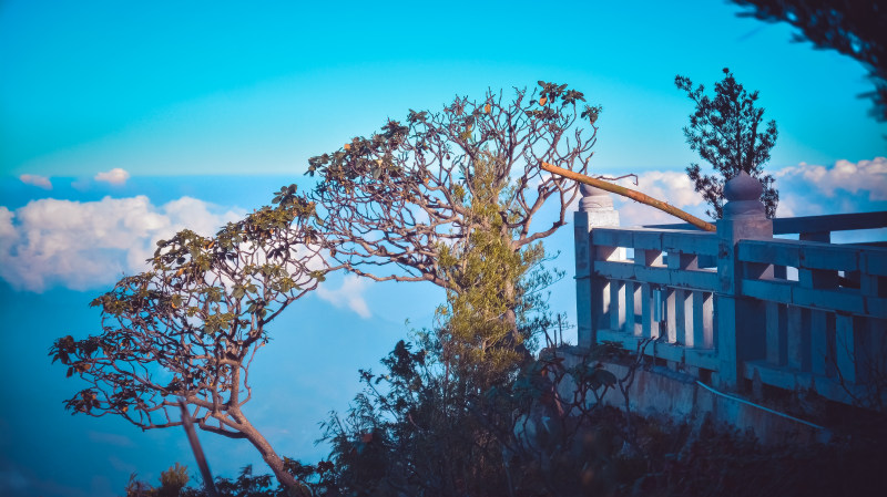 绿叶树|公园的,季节的,户外的,旅行的,景色的,木材,树,树枝的,植物的,水,灯光的,美丽的,风景的-海量高质量免版权图片素材-设计师素材-摄影图片-mitapix-美塔图像