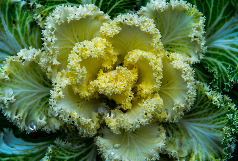 绿黄花|俯视图,叶子,户外,明亮,特写,生长,美丽,色彩,花园,蔬菜-海量高质量免版权图片素材-设计师素材-摄影图片-mitapix-美塔图像