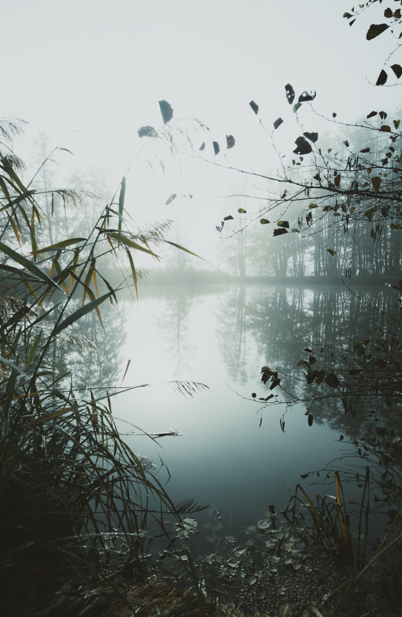 湖周围的绿色植物和树木在雾的一天Lake Surrounded With Green-plants and Trees during Misty Day-光,反射,在户外,夏天,多雾的,太阳,景观,有雾的,树,植物区系,水,湖,环境,美丽的,自然,草,雾,颜色,风景优美的-海量高质量免版权图片素材-设计师素材-摄影图片-mitapix-美塔图像