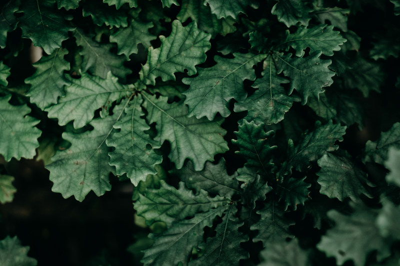 绿叶特写照片|叶子的,大的,植物的,绿色的,美丽的,色彩的,花园的-海量高质量免版权图片素材-设计师素材-摄影图片-mitapix-美塔图像