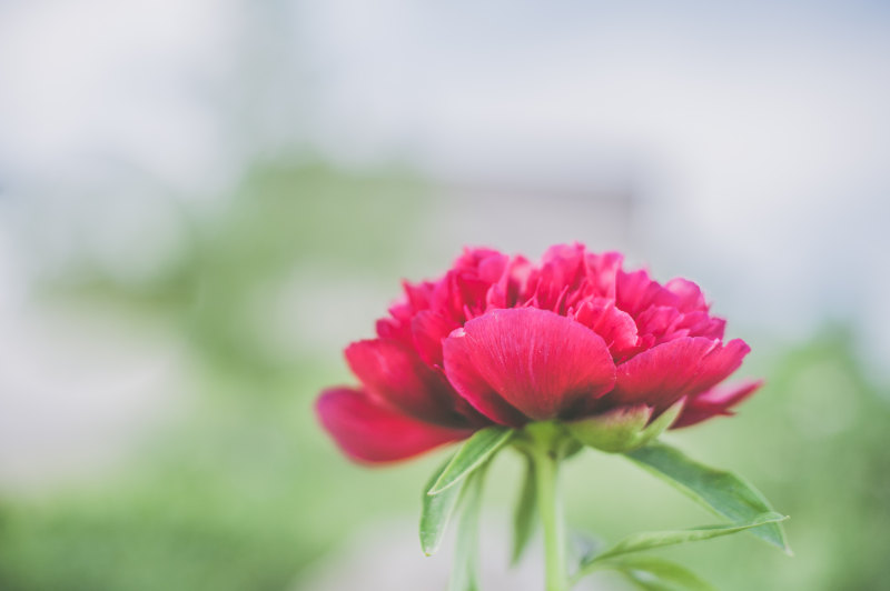 浅对焦摄影|叶,粉红色,美丽的,花,花瓣-海量高质量免版权图片素材-设计师素材-摄影图片-mitapix-美塔图像