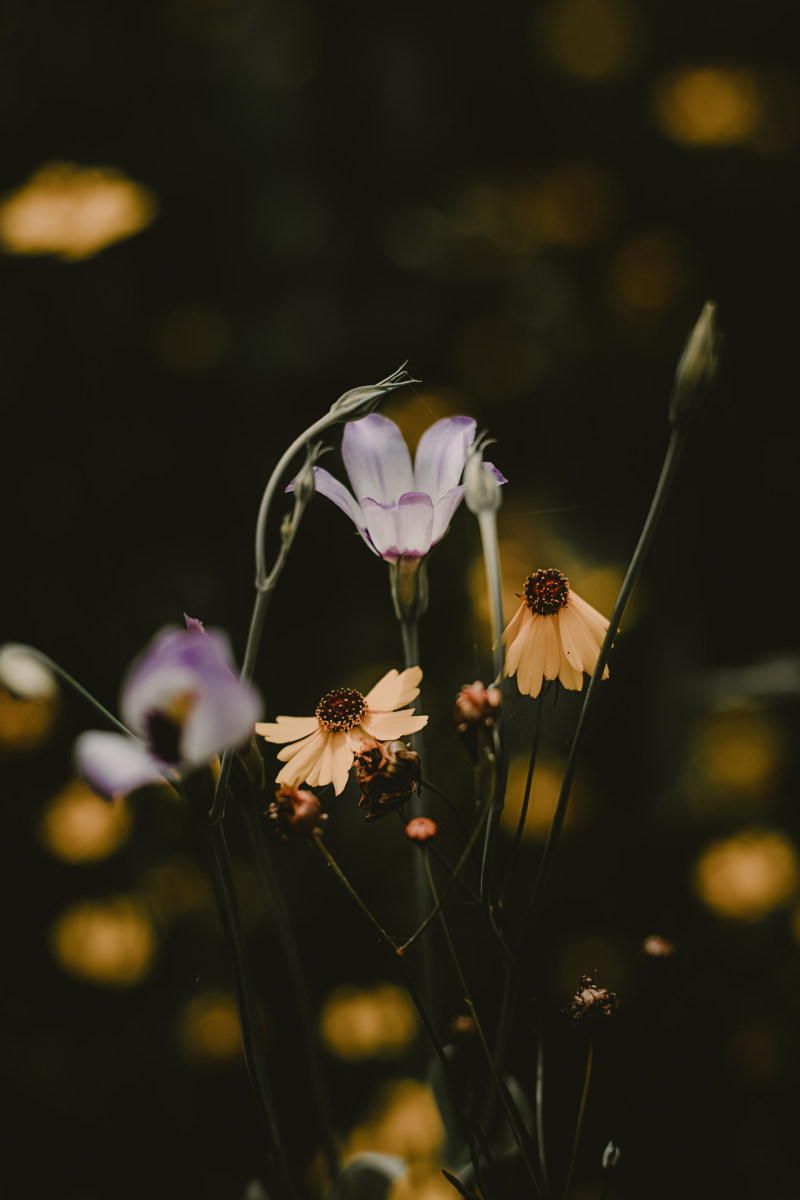 紫色和黄色的花|户外,植物,模糊,模糊的背景,特写,环境,生长,美丽的花朵,自然摄影,色彩,花朵,花束,花瓣,花蕾-海量高质量免版权图片素材-设计师素材-摄影图片-mitapix-美塔图像