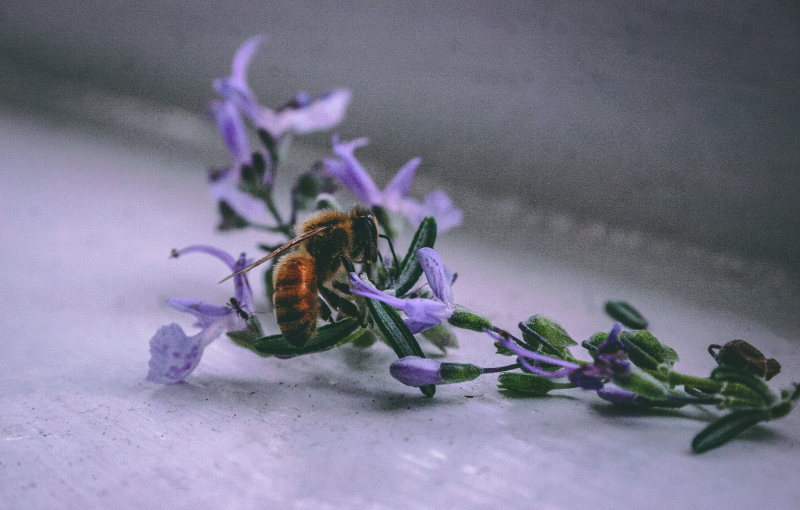 紫花蜜蜂|授粉,无脊椎动物,昆虫,植物群,花,花朵,蜜蜂-海量高质量免版权图片素材-设计师素材-摄影图片-mitapix-美塔图像