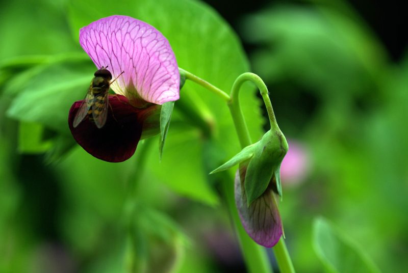 绿色和粉红色的花|喂食,大自然,收获,昆虫,绿色,花,蜜蜂-海量高质量免版权图片素材-设计师素材-摄影图片-mitapix-美塔图像