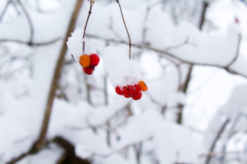 Bokeh红果雪糕|冬天,冰,季节,寒冷,水果,浆果,雪,霜冻-海量高质量免版权图片素材-设计师素材-摄影图片-mitapix-美塔图像