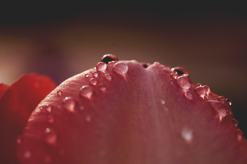 BerryBlur特写|光,户外,模糊,水,水果,水滴,浆果,潮湿,焦点,特写,生长,营养,露珠,食物-海量高质量免版权图片素材-设计师素材-摄影图片-mitapix-美塔图像