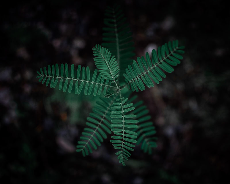 选择性焦点摄影的绿色绿叶植物Selective Focus Photography of Green Leafy Plant|biology,Blur,closeup,color,environment,fern,fern leaves,Focus,from above,Frond,green,green fern,Growth,Leaves,nature photography,outdoors,从上面,叶,叶子,户外,模糊,焦点,特写,环境,生物学,生长,绿色,绿色蕨类植物,自然摄影,蕨叶,蕨类植物,颜色-海量高质量免版权图片素材-设计师素材-摄影图片-mitapix-美塔图像