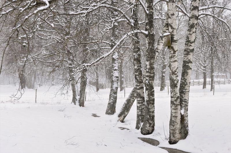 灰色和白色的树Gray and White Trees|bird house,black-and-white,branches,cold,Daylight,daytime,environment,forest,freezing,frost,frosty,frosty weather,frozen,ice,icy,landscape,nature,outdoors,outside,Park,scene,scenic,Season,snow,snowwhite,snowy,Trees,trunks,weather,White,winter,woods,严寒,严寒的天气,公园,冬天,冰,冰冷,冷,冷冻,冻结,外面,天气,季节,性质,户外,景区,景观,树干,树木,树林,树枝,森林,环境,现场,白天,白色,雪,雪白色,霜,鸟屋,黑色和白色-海量高质量免版权图片素材-设计师素材-摄影图片-mitapix-美塔图像