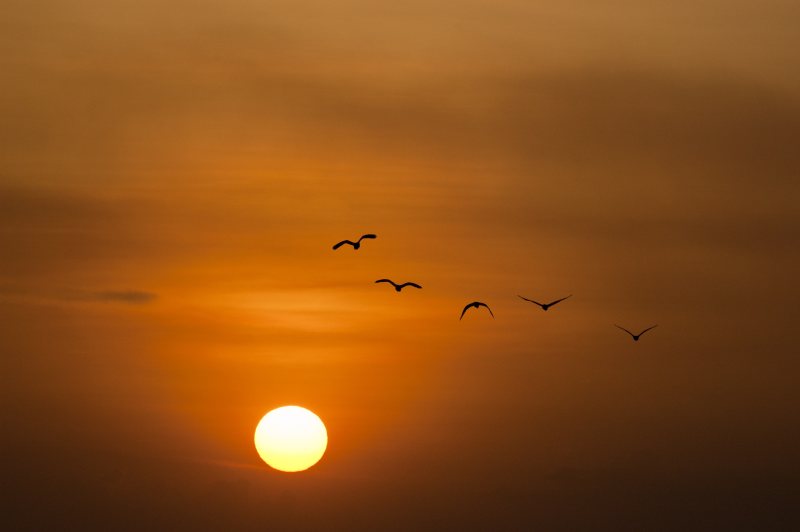 夕阳下的鸟影|天空,太阳,日出,日落,鸟,黄昏-海量高质量免版权图片素材-设计师素材-摄影图片-mitapix-美塔图像