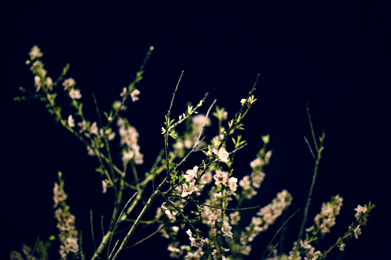 白花|叶子,季节,开花,户外,植物,特写,生长,盛开,色彩,花,花瓣,黑色背景-海量高质量免版权图片素材-设计师素材-摄影图片-mitapix-美塔图像