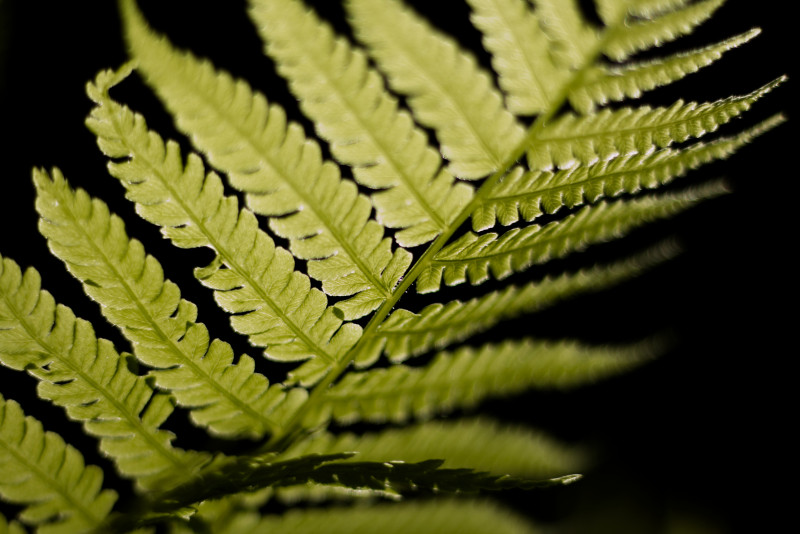 线性叶子植物选择性焦点照片Selective Focus Photo of Linear Leaf Plant|black background,bright,closeup,environment,fern,Flora,Frond,Garden,green,Growth,Leaves,Light,lush,macro photo,nature,outdoors,pattern,plant,selective focus,summer,texture,光,叶子,叶状体,夏天,宏观照片,庭院,成长,户外,明亮,样式,植物,植物群,特写镜头,环境,绿色,自然,茂盛,蕨,质地,选择聚焦,黑背景-海量高质量免版权图片素材-设计师素材-摄影图片-mitapix-美塔图像