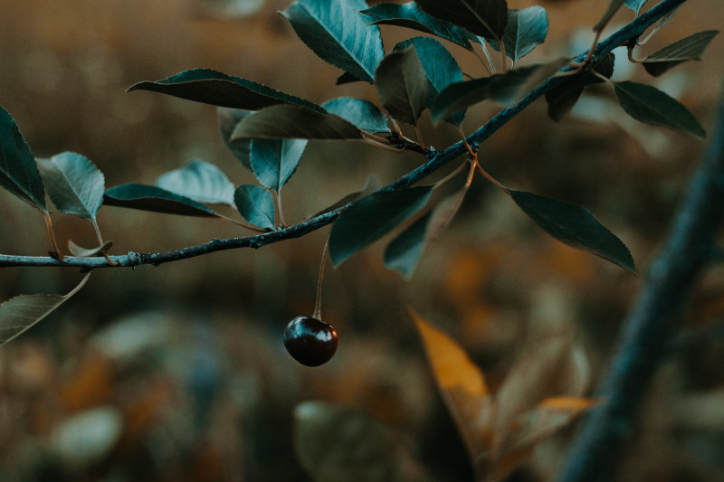 黑色水果|叶子,大自然,户外,树,树枝,模糊的背景,水果,特写,环境,生长,绿色,颜色,风景,黑莓-海量高质量免版权图片素材-设计师素材-摄影图片-mitapix-美塔图像