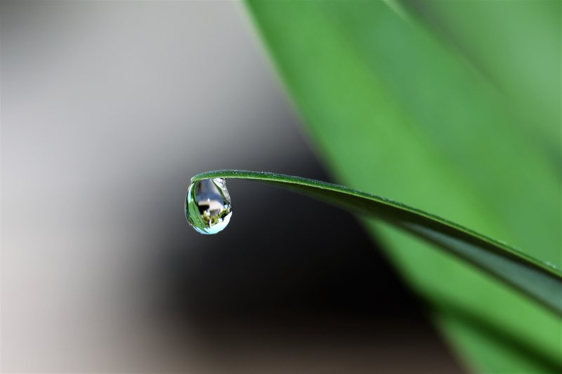 草叶模糊明亮|HD墙纸,反射,叶子,宏观,户外,新鲜,明亮,植物,模糊,水,水滴,湿,滴落,滴落的水滴,特写,生长,纯净,绿色,自然,花园,草,草的叶片,镜子,雨,雨滴,露珠-海量高质量免版权图片素材-设计师素材-摄影图片-mitapix-美塔图像