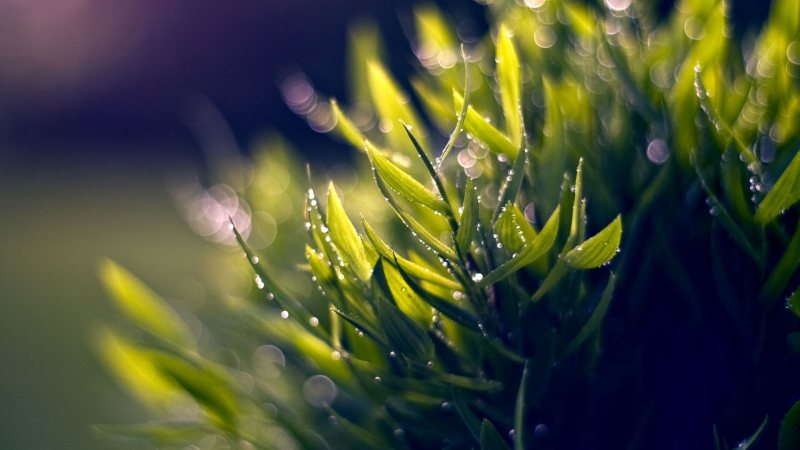 草叶模糊特写|充满活力,叶子,宏观,小滴,新鲜,植物,模糊,水,水滴,湿,滴落,特写,生长,纯净,绿色,自然,花园,草,草坪,草的叶片,集中,雨滴,露珠-海量高质量免版权图片素材-设计师素材-摄影图片-mitapix-美塔图像