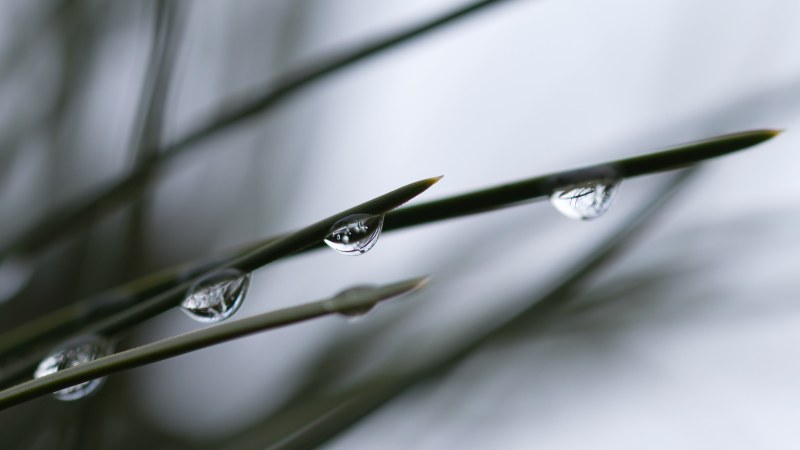 微距摄影的水露Macro Photography of Water Dew|blade of grass,blurred background,Close-up,Colors,dew,environment,Focus,Grass,green,Growth,H2O,liquid,macro photography,nature,outdoors,selective focus,Water,Waterdrops,wet,增长,宏观摄影,性质,户外,模糊的背景,水,水滴,液体,湿,焦点,特写,环境,绿色,草,草叶,选择性焦点,露水,颜色-海量高质量免版权图片素材-设计师素材-摄影图片-mitapix-美塔图像