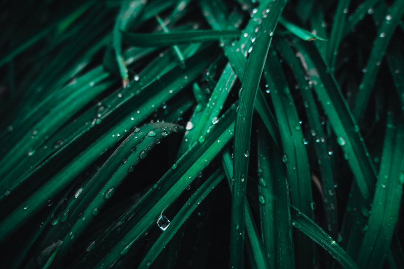 带水滴绿叶植物|壁纸,小水滴,植物群,湿的,草叶,雨滴,露珠,颜色-海量高质量免版权图片素材-设计师素材-摄影图片-mitapix-美塔图像