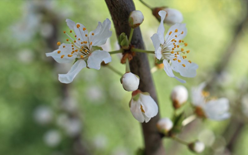 白色花瓣花|夏天,季节,小枝,开花,户外,春天,枝条,树,植物,模糊,模糊的背景,特写,生长,精致,自然,花卉,花园,花瓣,花粉,花蕾,雄蕊-海量高质量免版权图片素材-设计师素材-摄影图片-mitapix-美塔图像