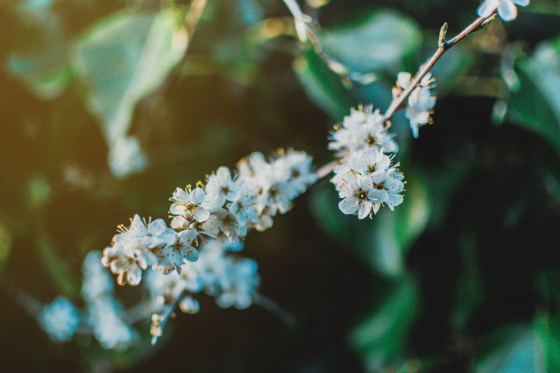 白色花瓣花的浅焦照片|公园,季节,开花,户外,明亮,春天,树,树枝,植物,模糊,樱花,特写,生长,色彩,花,花园,花瓣,芽-海量高质量免版权图片素材-设计师素材-摄影图片-mitapix-美塔图像