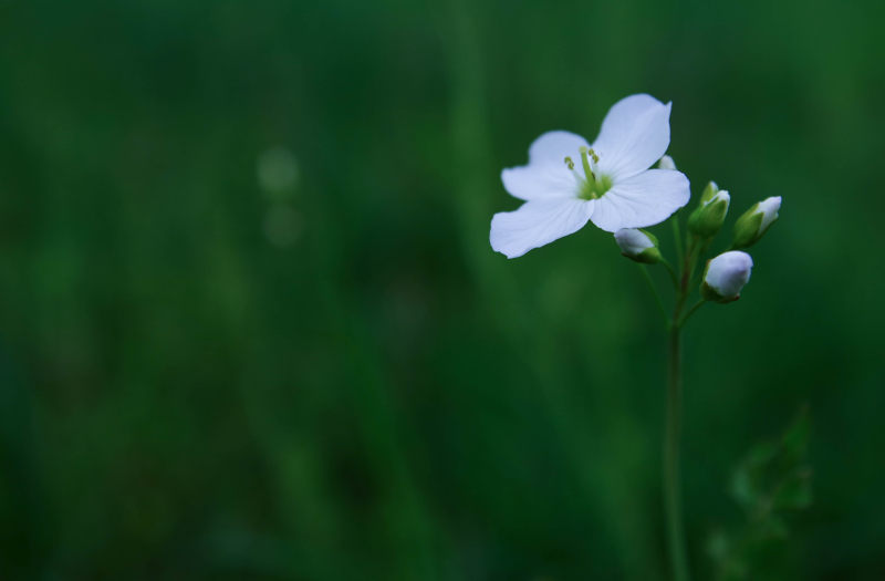 白花选择性对焦摄影|乡村,开花,户外,明亮,景深,植物,模糊,焦点,特写,生长,精致,花园,花朵,花瓣,花蕾,草-海量高质量免版权图片素材-设计师素材-摄影图片-mitapix-美塔图像