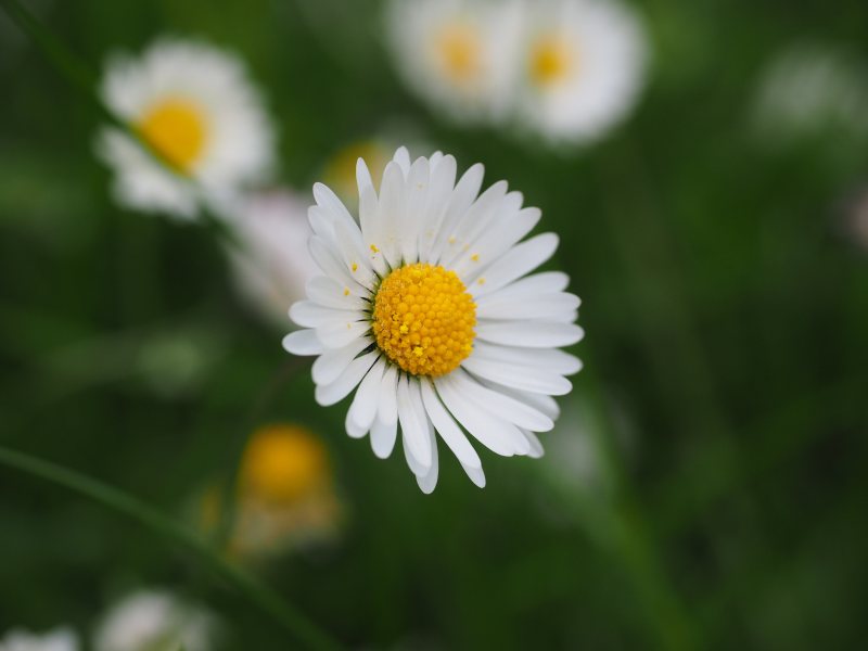 白色花瓣花|开花,户外,植物群,模糊,焦点,特写,生长,田野,白色,花,花瓣,雏菊,颜色-海量高质量免版权图片素材-设计师素材-摄影图片-mitapix-美塔图像